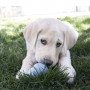 Biscuits Puppy au Poulet pour Jouet KONG