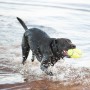 Ballon de Rugby Tennis pour Chien - KONG