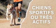 Perro chien sportif ou actif