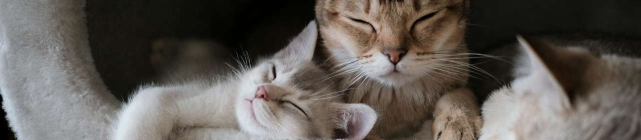 Recharge Anti-Stress Chat Friends Feliway