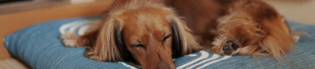 Collier Anti-Stress Chien Calm Adaptil