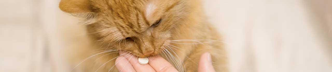 Complément Alimentaire Chien & Chat 'X-Stress' | Anibio