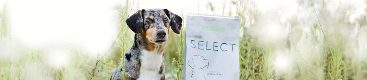 Croquettes Chien 'Select Poisson & Pomme de Terre' | Perro