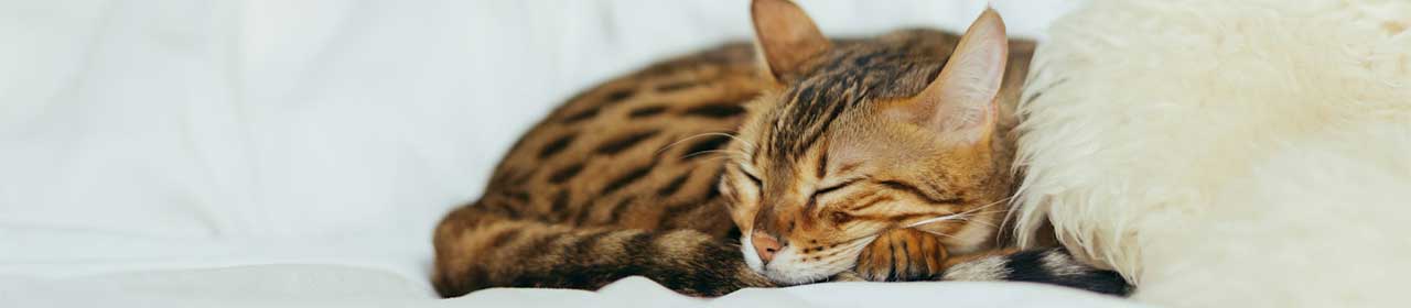 Pipette Anti-Parasites Solution Spot-On Chat Duoflect