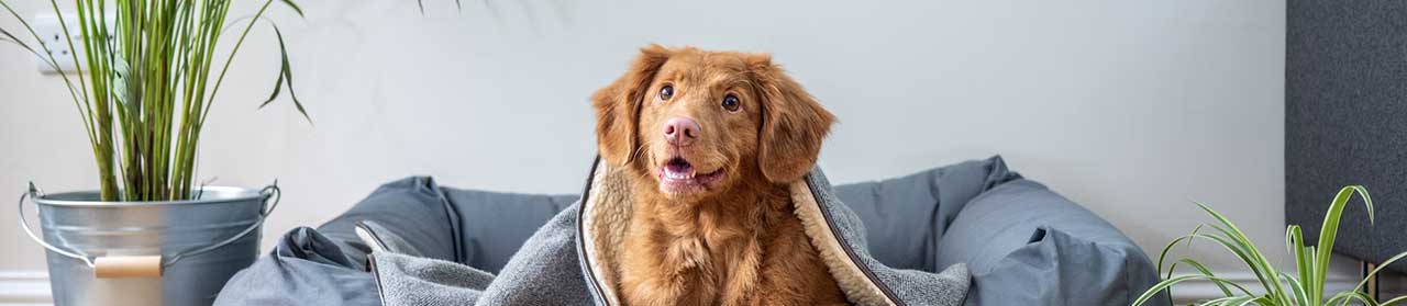 Pipette Anti-Parasites Solution Spot-On Chien Duoflect