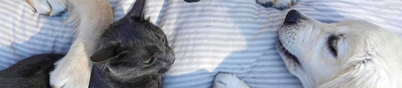 Pipette Anti-Parasites Solution Spot-On Chien & Chat Duoflect