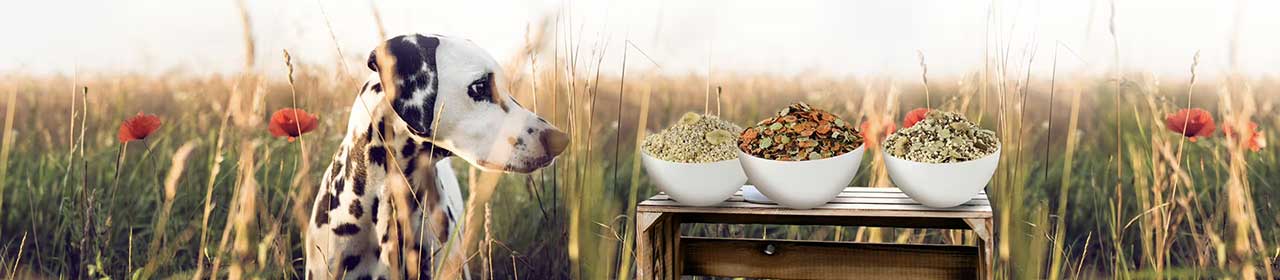 Flocons de cubes de carotte pour chien | Perro