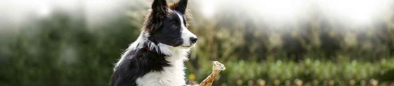 Découvrez la Friandise pour Chien 'Lanière Viande Lièvre' | Perro
