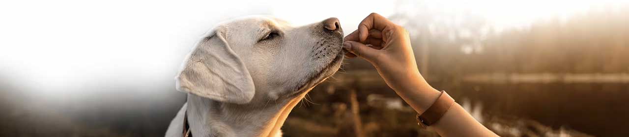 Friandise Chien 'Boulettes de Viande' | Perro