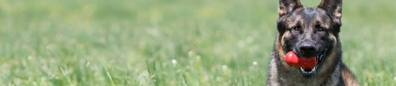 Jouet Chien Puppy Kong