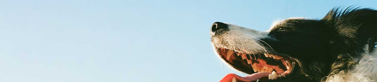 Friandise Bucco-Dentaire Chien Lamelles Anti-Tartre Prozym